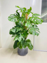 Monstera Deliciosa