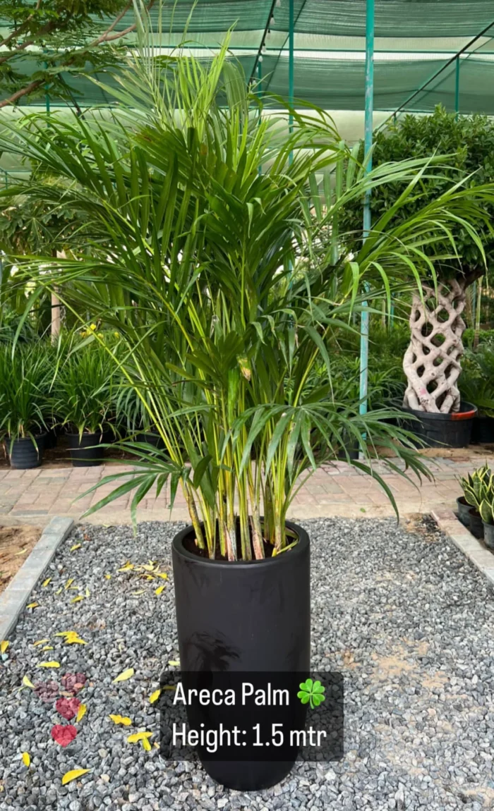 Areca Palm – Green Leaves Dubai