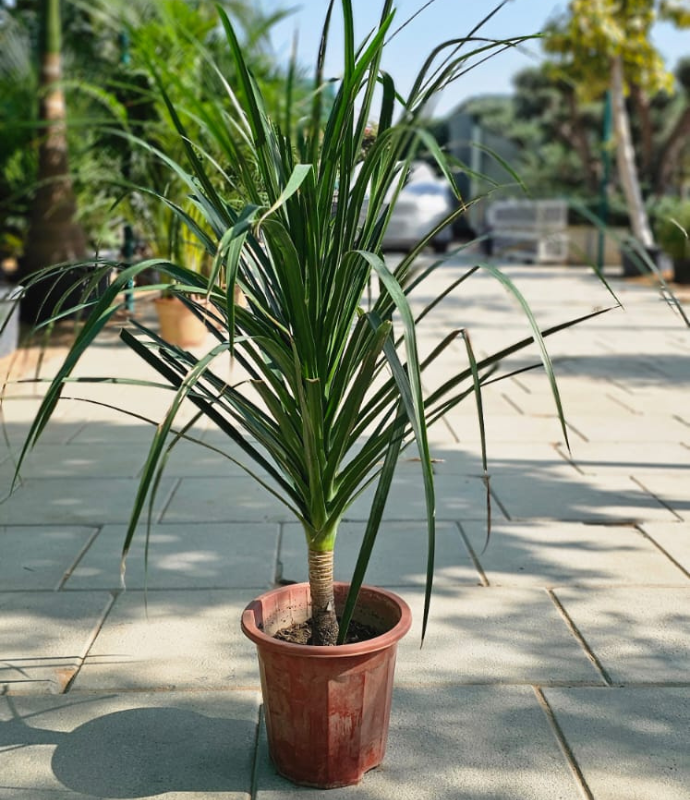 Dracaena Dorado